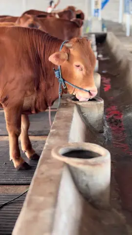 💦 #peternaksapiindonesia #peternakmuda #qurban2025 #ternak #fyp #xyzbca #fypp #fy #prabufarmsapi 