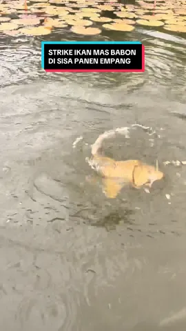 Membalas @supraaa strike ikan mas babon di sisa panen empang #indo1team #neuroattractantspray #alwaysstrike #mancingliar 