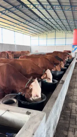 Comboran lop 🤤 #peternaksapiindonesia #peternakmuda #qurban2025 #ternak #fyp #xyzbca #fypp #fy #prabufarmsapi 