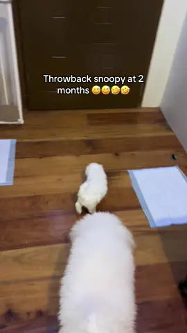 One of our favorite moments with snoopy 🥹🥹🤣🤣  #dog #bichon #bichonefrise #fyp #snoopy #foryou #foryoupage #dogsoftiktok #pupp #funny #baby #cute #cutepuppy #dogs #puppylove 