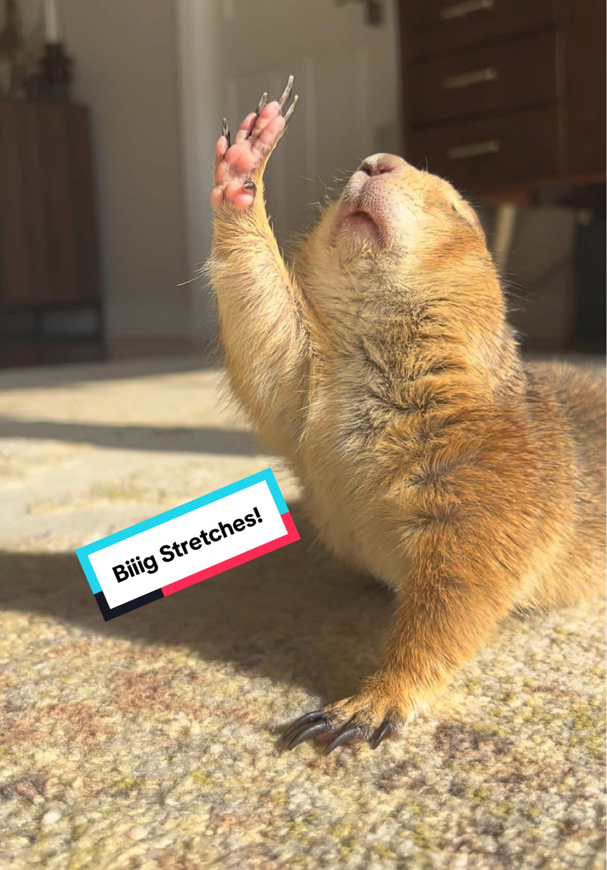 When you’re this flexible, people think it’s yoga… but really, it’s just Poppy reaching for snacks in style. 🧘‍♀️🍿  #SnackGoals #PrairieDogYoga #prairiedog #animals #funny #yoga #poppytheprairiedog #yogaflow #bigstretch 
