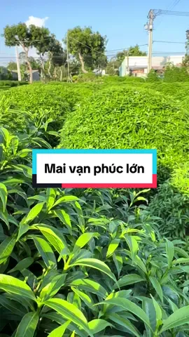 Mai vạn phúc tàn lớn nha mọi người #nulehoakiengthanhnam #hoakieng #sanvuon 