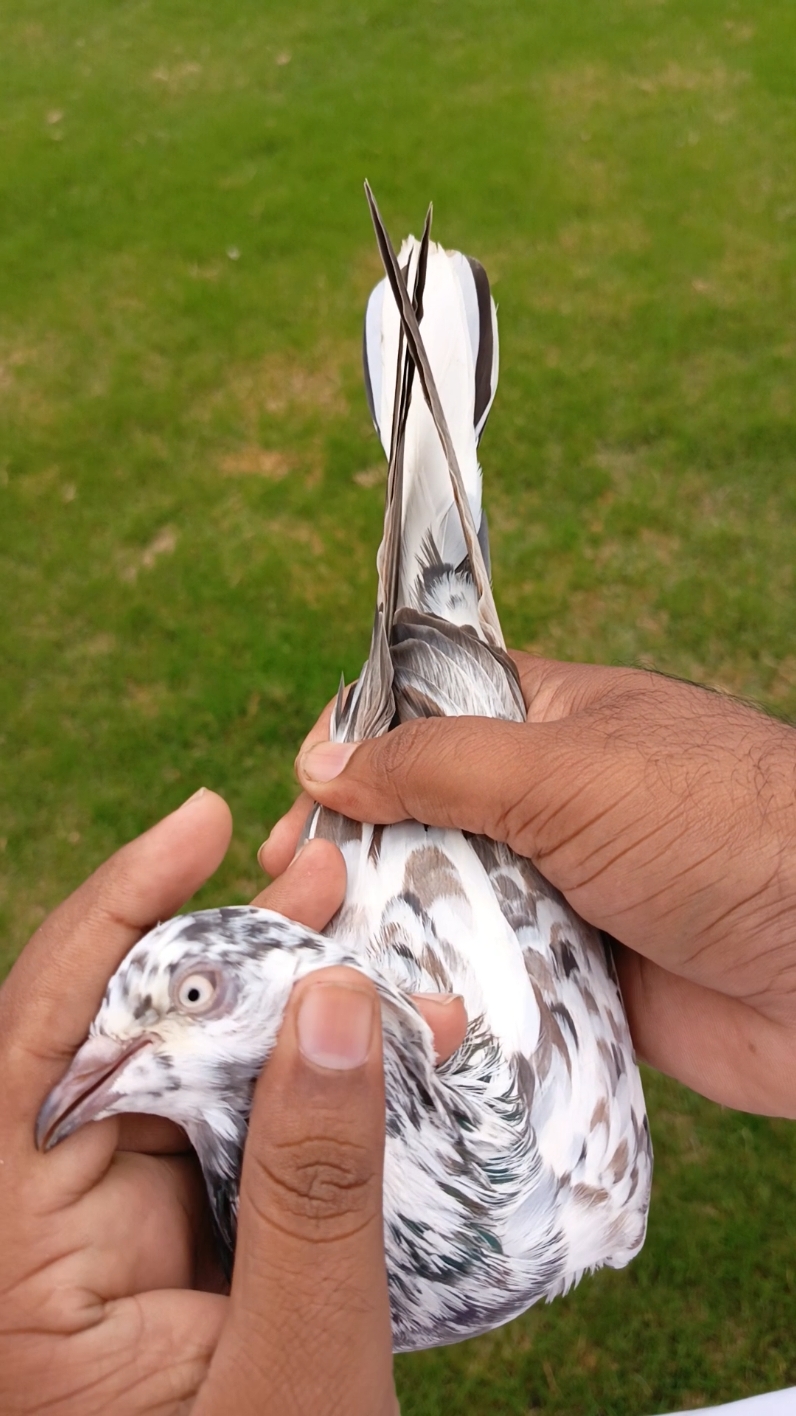 #CapCut #Viralvideo #foryou #kabotarparwari #کبوتربازی #trending #viral?videotiktok 