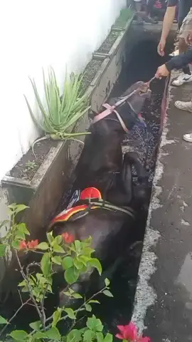 kuda masuk got di trusmi cirebon#fypp#fypシ゚#fyp#fypage#trusmi#buyuttrusmi#cirebon#cirebontiktok#kudarenggongmajalengka#kudarenggongsumedang#kudarenggong#pecintakuda#pecintahewan#kudalumping#kecelakaan#kecelakaanberuntun @Rezki_alfin 27 @semua @Abdull @Yudi cikal @AsepButut 