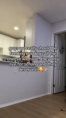 mom helped me film here cause my legs are 3 inches long but dont worry I typed this out myself 🫣 #fyp #dachshund #dachshundsoftiktok #weenie #weeniedog #sausagedog #dachshunds #cheese 