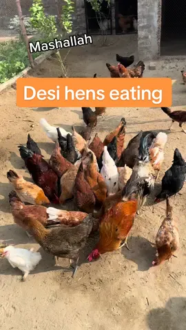 desi hens eating #foru #unfreezemyacount #minizoo #viral_video #petlover #fyp #fancybirds 