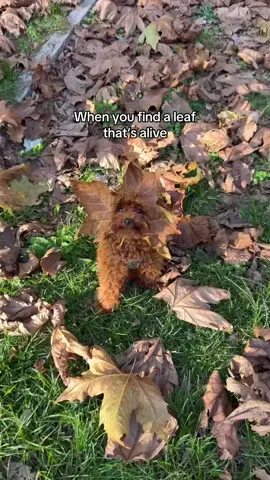 Someone loves autumn 🍂