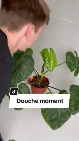 Petit moment de douche et soins pour ma petite Sodiroi 💚 #plantsoftiktok #plantlover #plantparent #houseplants #philodendron #plantcare #planttips 