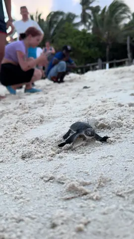 🐢🌺🏝️#turtles #babyturtles #beach #Summer #keniaos #diani #moana #cutebaby #animal #sea #sand 