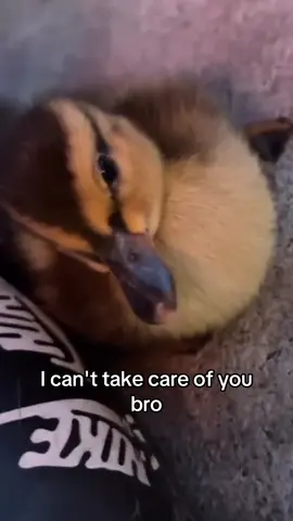 You’re in luck when you get stuck with a duck 🦆 #duckling #lost #cute #mom #collab #found credit: @Devfunnyasl