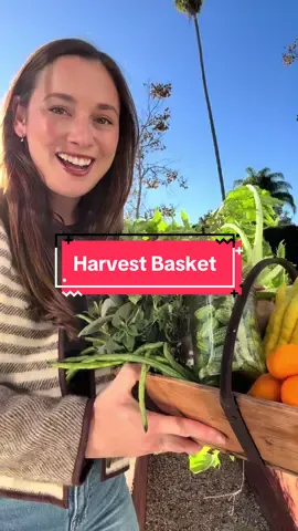 A Fall Harvest Basket 💚💫🧺 #garden #gardentok #harvestbasket #giftidea 