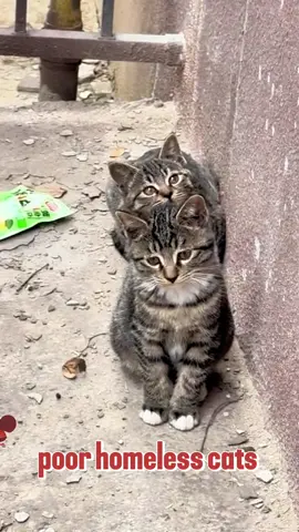 poor homeless cats #straycat #poorcat #catsoftiktok #fyp 