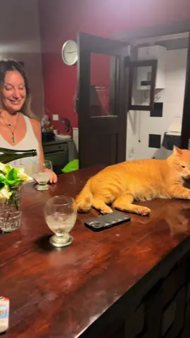 No nos importa by hans 🐈 #argentina #paratiiiiiiiiiiiiiiiiiiiiiiiiiiiiiii #gato #nonosimporta 