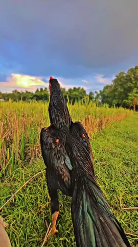 gak karo kowe? yo karo anis 😋 #kandangdulurdewe #larkumbangtembus #ayambangkoksuper