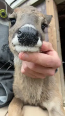 Keep ya head up❤️ #deer #fyp #foryou #fyppppppppppppppppppppppp #whitetail #foryoupage #michigandeerfarmer #fawn #deerfarm #deeroftiktok #michigan 