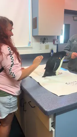 In the penguin encounter! I got to touch a penguin , they are so so cute 🥰  #california#sandiego#penguin#macaronipenguin #seaworldorlando 