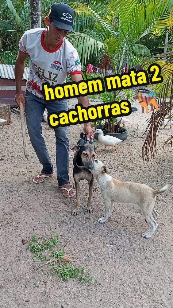 homem mata 2 cachorras #pet#viralizar#tiktokviral #brincadeiradecriança ocultar 