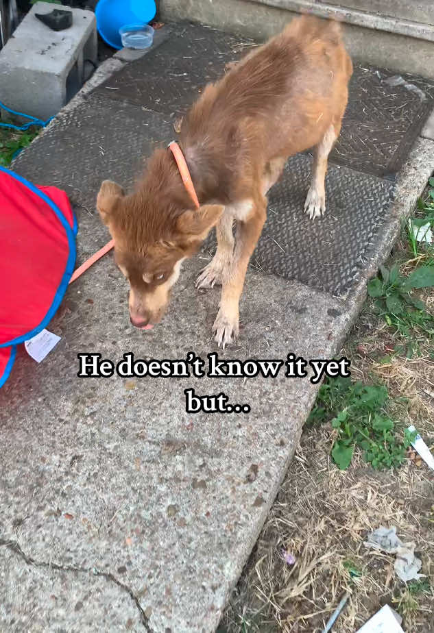 He didn’t know he was getting a second chance at a #beautiful #life #rescue #dog #houstondogrescue 