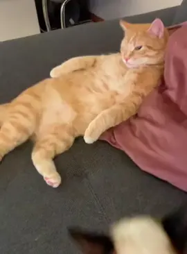 Cat love #funnyvideos #catsoftiktok #catlover #funnycat #fypシ゚ #cutecat #catfunnyvideos #PetsOfTikTok #funnycats #catcore 