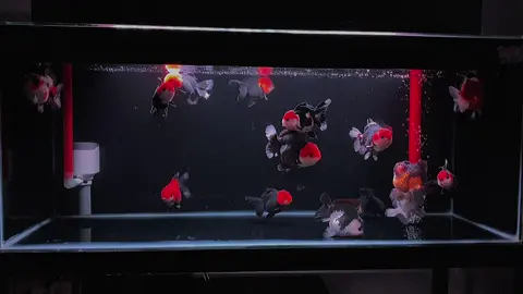 Panda tancho sz 11-13cm✅ #goldfish #goldfishclub #goldfishcommunity #ikankokiranchu #ikankokipanda #ikankokitegal #ikankokibanten #ikankokisemarang #ikankokipalembang #ikankokilampung #ikankokitangerang #ikankokimojokerto #ikanlokimalang #ikankokiiember #ikankokiindonesia #ikankokijakarta #ikankokijakarta #ikankokibandung #kankokisurabaya #ikankokisidoarjo #ikankokimojokerto #ikankokimalang #ikankokisemarang #ikankokitegal #ikankokilucu #ikankokisemarang #ikankokilampung #ikankokilamongan #ikankokipalembang #ikankokipacet#capcut 