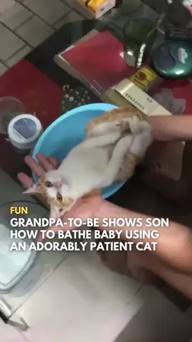 Omey omey si comel🥹  A Vietnamese man, who will soon become a grandfather, recently gave his son a live demonstration of how to bathe a baby using their family cat.  The adorable kitten calmly played the part of the baby, staying sweet and cooperative throughout the whole lesson.   This heartwarming video went viral in 2020, as netizens couldn't help but be charmed by the cat's gentle behavior and the loving care of the grandfather as he shared his wisdom. Follow @saysdotcom for more news updates. 🎥 via Purrs N’ Claws (Facebook)