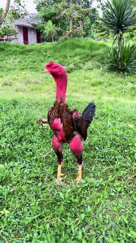 gà đẹp chưa chắc đã hay,nhưng gà hay chắc chắn là đẹp ! ❤️ #gà_chọi_việt_nam #xuhuongtiktok 