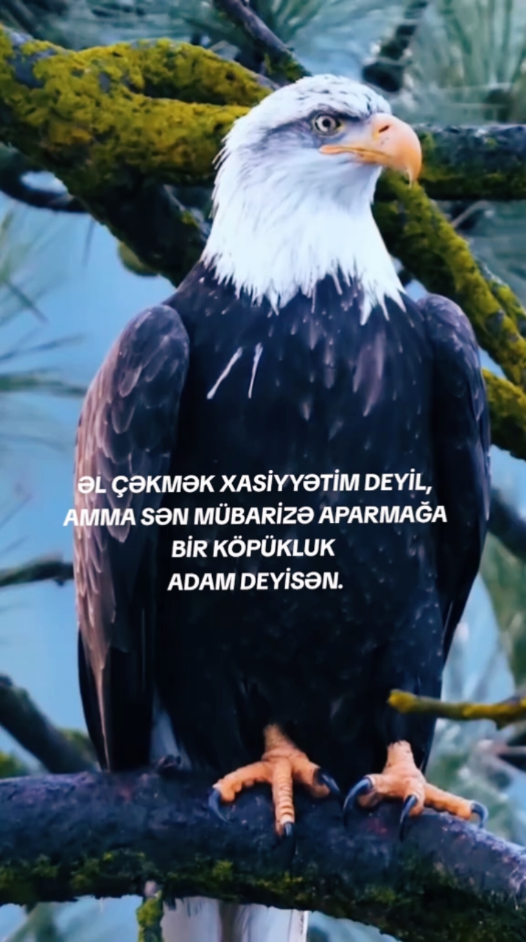 #pecatsozler #soxucusozler 👍