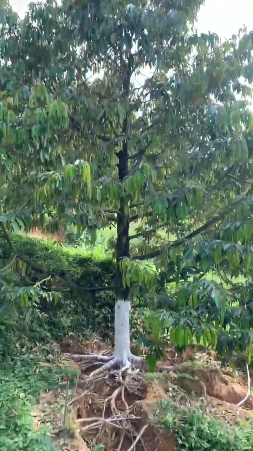 Cách xử lý khi bị thối cổ rễ Sầu riêng.  #nongnghiep #saurieng #thiennong689 #ktnam 