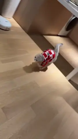 #cat #cutecat #funnycat #catsoftiktok 