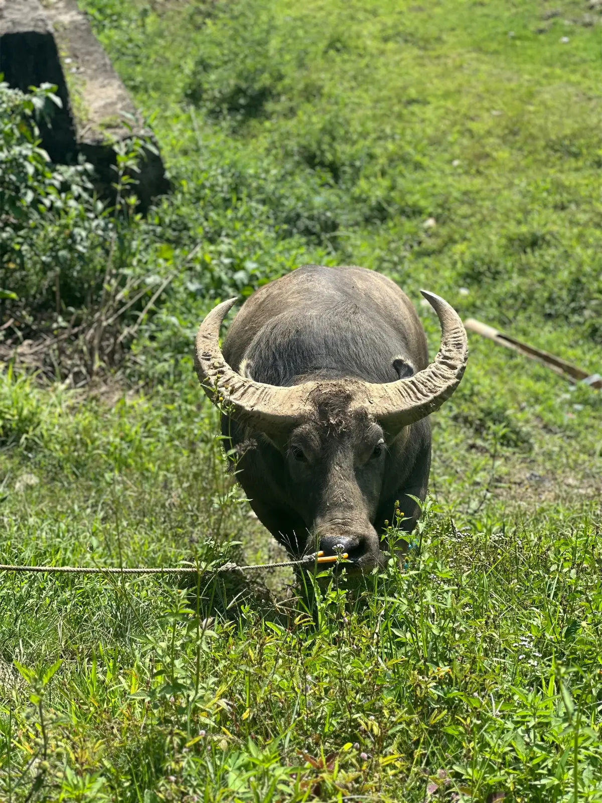 #jepang🇯🇵 #jepanggf🇯🇵🐃🐔 #kerbauviral🐃 #fyp #fyppppppppppppppppppppppp #viral #