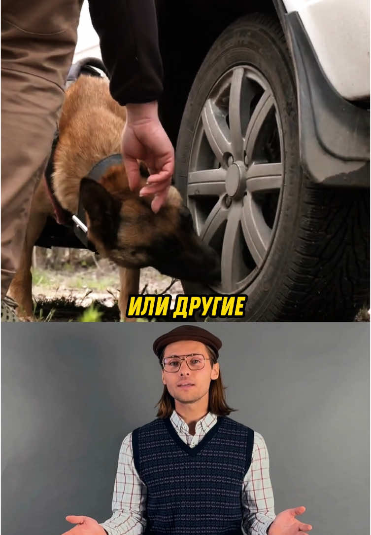 Пчелы - как ищейки опысных веществ!  #янезнайка #биология #природа #животные #сомнойтыстанешьумнее #технологии 