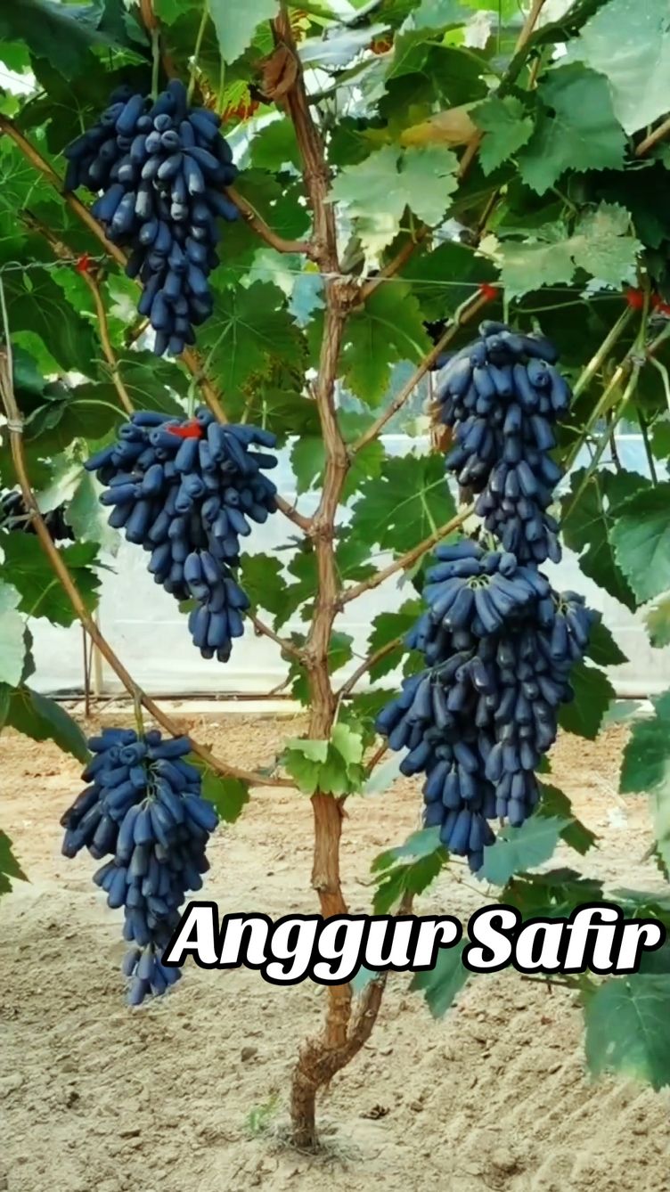 yang mau Benih Anggur Safir 🍇 hayu monggo dipesen ya bapak & ibu, stoknya udah ada nih ☺️🙏🌱  #berkebundirumah #fypシ゚ #bertani  #anggur  #benih #benihbuah #anggursafir  #anggursaphire #sapphiregrape 