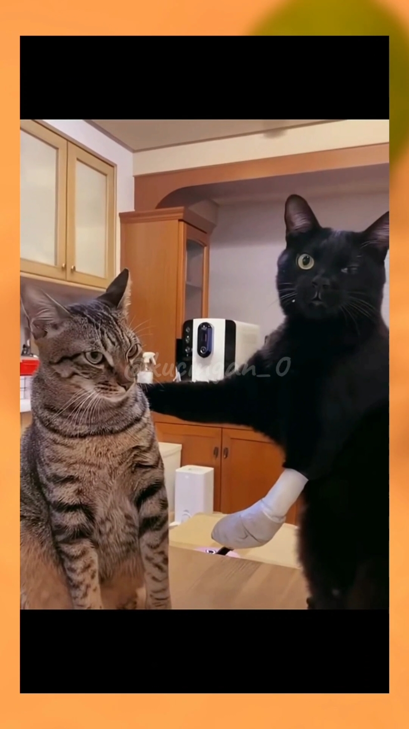 kucing core #catlover #kucingan #kicinglucu #fyp #foryoupage #kucingrandom #kucinggemoy #foryoupageofficiall #kucing 