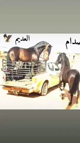 مشاءالله...عديم بطه...و صدام 