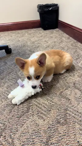 Sir Archibald is a BIG fan of anything be can carry in his mouth  #corgi #corgipuppy #corgination #corgilife #corgilove #corgicommunity #corgigram #corgiaddict #corgiworld #corgiplanet #doglover #corgimodel #dogmodel #dogmom #puppy #puppygram #puppylove #fyp #fypシ 