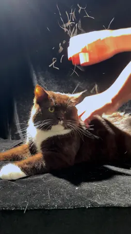 Cat hair floats invisibly through the air, but the spray comb tackles stray fur at the source.#cat #dog #tiktokshop #catsteambrush #spraycomb #fyp 