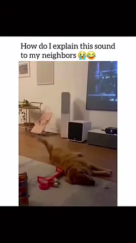 Funny and cute dogs compilation... #funnydog #funnypet #cutedog #dogsoftiktok #dog 