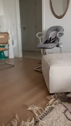 #catsoftiktok #catlover #catlife #kitten #fyp #foru #viraltiktok #trendingvideo #caturday #petlover #PetsOfTikTok#sun#sunshine#kittensoftiktok#cutenessoverloaded #mainecoon #mainecoonkitten #bigcats#fluffy#paws#nba2k 