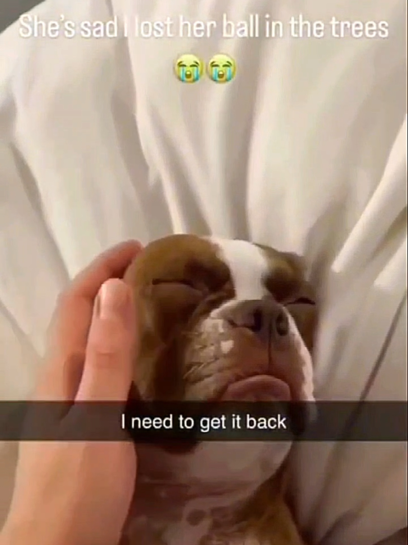 Funny and cute dogs compilation #funnydog #funnypet #cutedog #dogsoftiktok #doglover #dog 