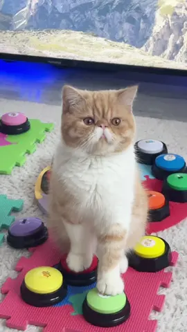 Даже поесть уже нельзя  спокойно 😰 #харитон #cat #talkingbuttons #straykids #funnycat #catsoftiktok #straykidsstay #catplay #дрессировкакота #reactioncat #reaction #talkingcat #cat #говорящийкот 