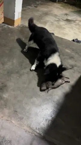 ai nói ch. ó không bắt được chuột #cuncondangyeu 