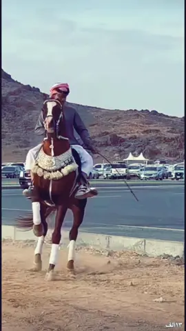 ماشاء الله رعد#خيل_عربي_اصيل #اربيل #ئەسپ_سوارەکان #كابتن_علي🎠 #خيل #خيل_وخياله🐎 #اكسبلور #tiktok #trend #fypシ #fyp #الخيل_العربي_الاصيل 