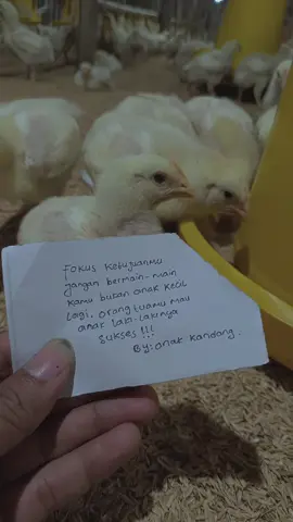 bismillah#ayambroiler #katakata #fypdong #broiler 