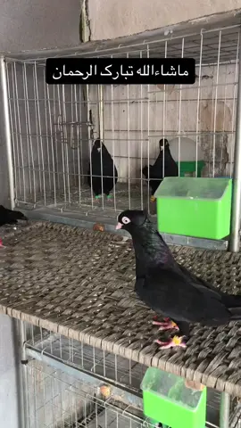 #🕊️🕊️🕊️🕊️🕊️ماشاءالله❤️ #تبارك_الله #بوجوانى #foryou #ماشاءالله #🕊️ 