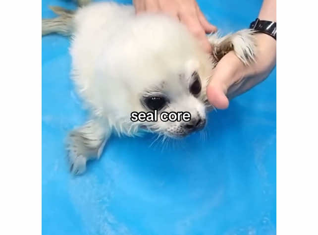 #sealcore 🦭 #Dollia  | #mamegoma  #collection #mamegomacollection  #mamegomacollector  #seal  #unboxing #plush  #plushcollector  #tut  #seals  #sanx  #rilakkuma #korilakkuma  #kawaiigaippai  #kupu  #qupu  #tutorial  #howto #download  #ds  #dsemulator  #nds  #delta  #dsi  #kawaii #kawaiicore  #cute  #cutecore  #japan  #kawaiifashion #kawaiiaesthetic  #mamegomathailand  #shirogoma #sakuragoma  #marumomogoma  #nimbasa  #nimbasacore