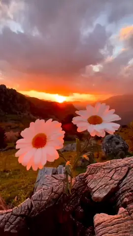 #FOUNDATION REGGAE # BOY NEXT DOOR # GINGER WILLIAMS 