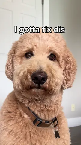 Oliver hasn’t barked since. Use code OLIVER10 for 10% off all products @Chewy #chewypartner #dogs #dogsoftiktok #fyp #christmas #santapaws 