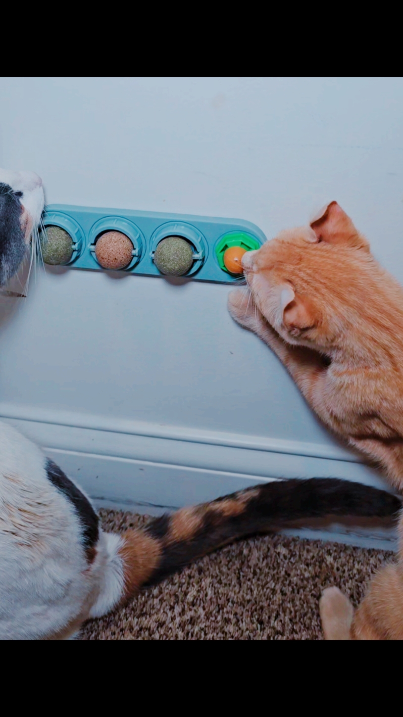 On sale! Don't let your cats miss out on these catnip balls! #catnipballs #catsnacks #catnip #catenergy 