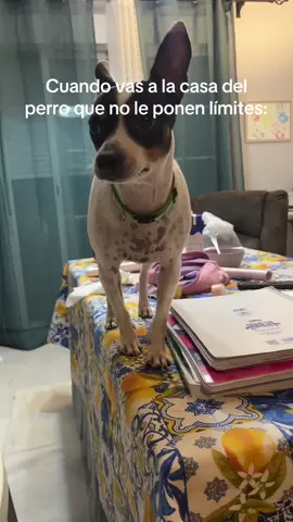 No nos importa, no nos importa! Define vivir con la Chipi: #fyp #HUMOR #HUMOR #parati #paratiiiiiiiiiiiiiiiiiiiiiiiiiiiiiii #fyppppppppppppppppppppppp #perro #chipi #perroindomable #luna #bodeguero #bodeguerovalenciano #perrosinverguenza #audiononosimporta #perroenmesa #nonosimporta 