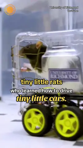 Rats at the University of Richmond are driving the “Tesla Cybertruck of rodent vehicles,” according to neuroscientist Kelly Lambert. Video shows the rodents driving the tiny cars. #rats #Science #neuroscience 